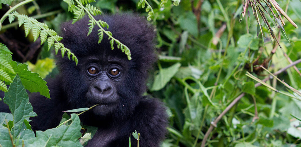 3 days gorilla safari Rwanda