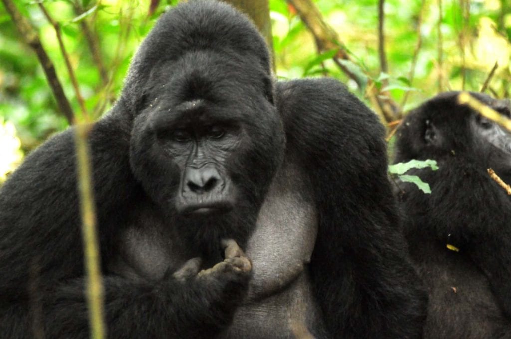Uganda luxury gorilla flying safari