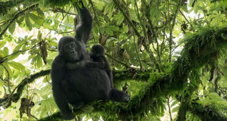 Gorilla With Her Baby In A Tree At Bwindi National Park
