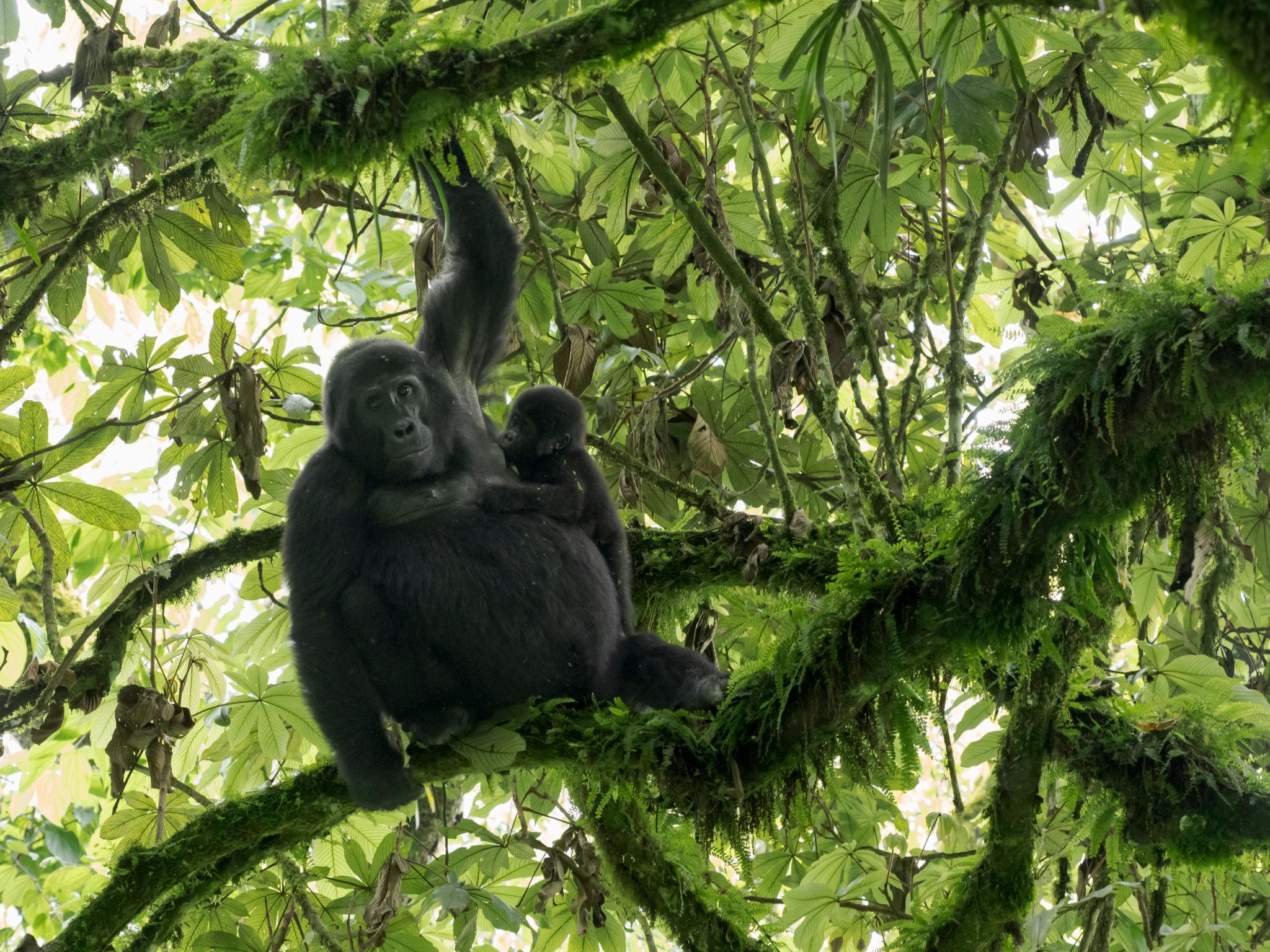 gorilla with her baby in a tree at Bwindi National Park