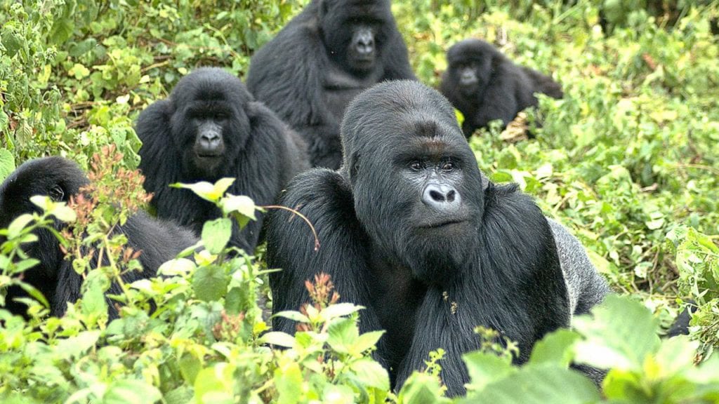 5 days Rwanda gorilla tour
