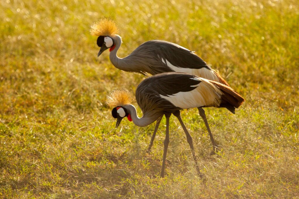 gray crowned crested Crane