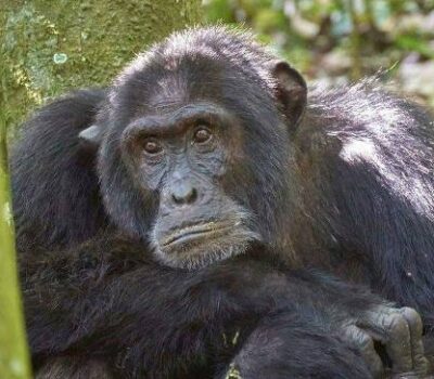 Chimpanzee In Kibale