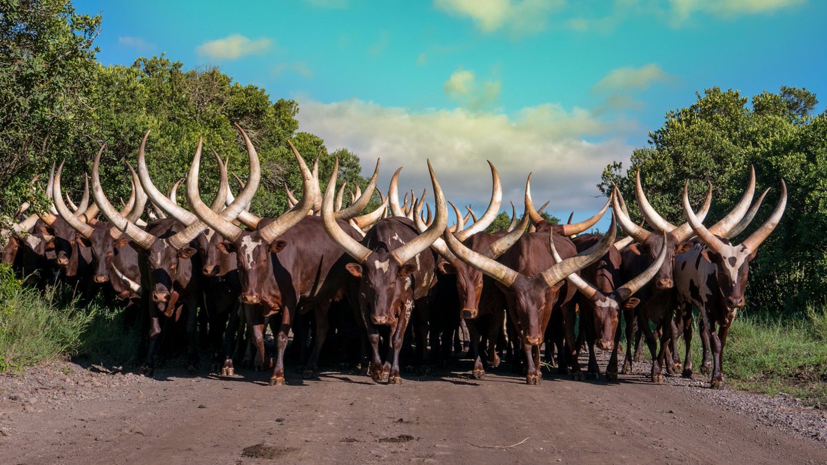 long horned cattle in rwanda