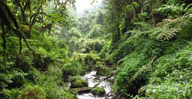Nyungwe Forest Rwanda