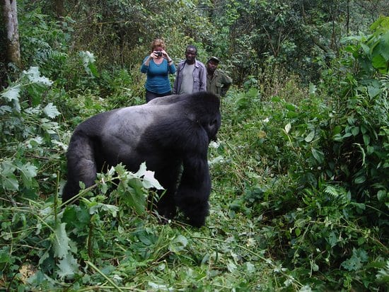 4 Days Chimpanzee and gorilla tracking safari