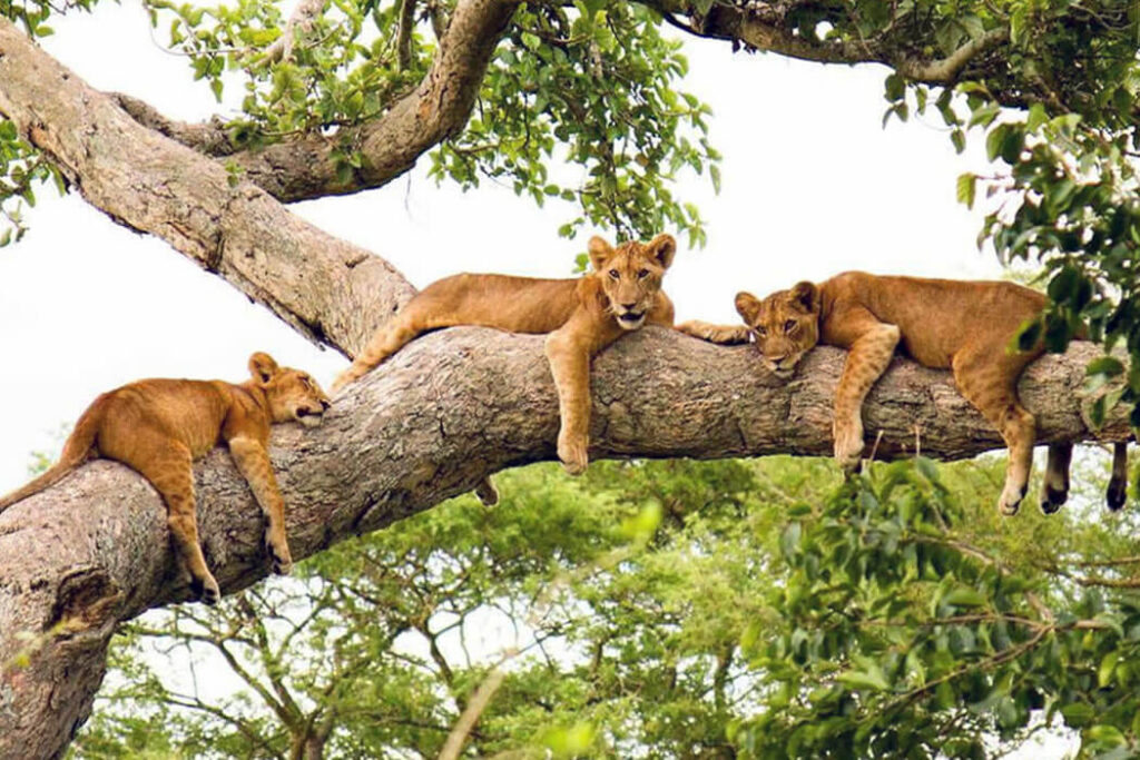 tree-climbing-lions