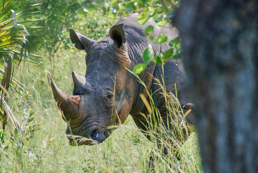 white rhino in wildlife sanctuary 